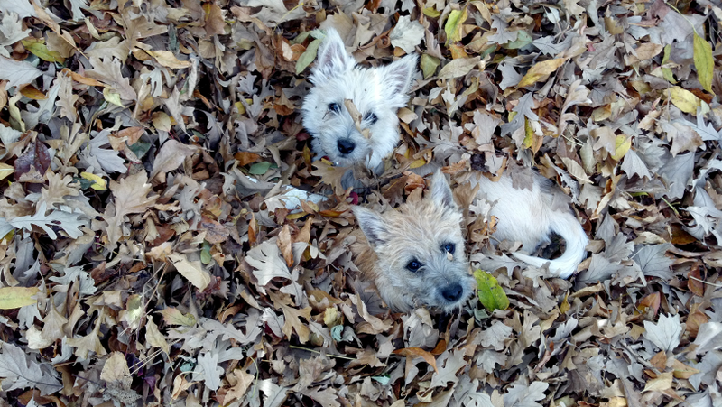 A picture of my Cairn terriers, Kiki and Elli, playing in the leaves. This was taken in 2012 by my brother Bob.